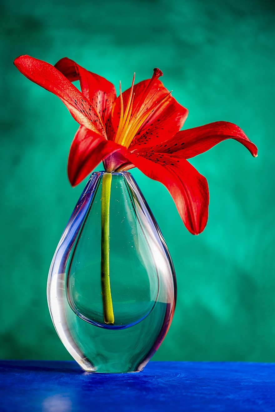 Lilly, kukka, maljakko, lasi-, Stillfife, punainen, vihreä, sininen, studio, kasvitieteellisessä, makro
