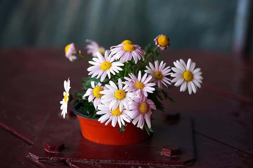 Çiçekler, kır çiçekleri, Beyaz çiçekler, saksı bitkisi, Kore Cumhuriyeti, çiçek, kapatmak, bitki, yaz, tazelik, taçyaprağı