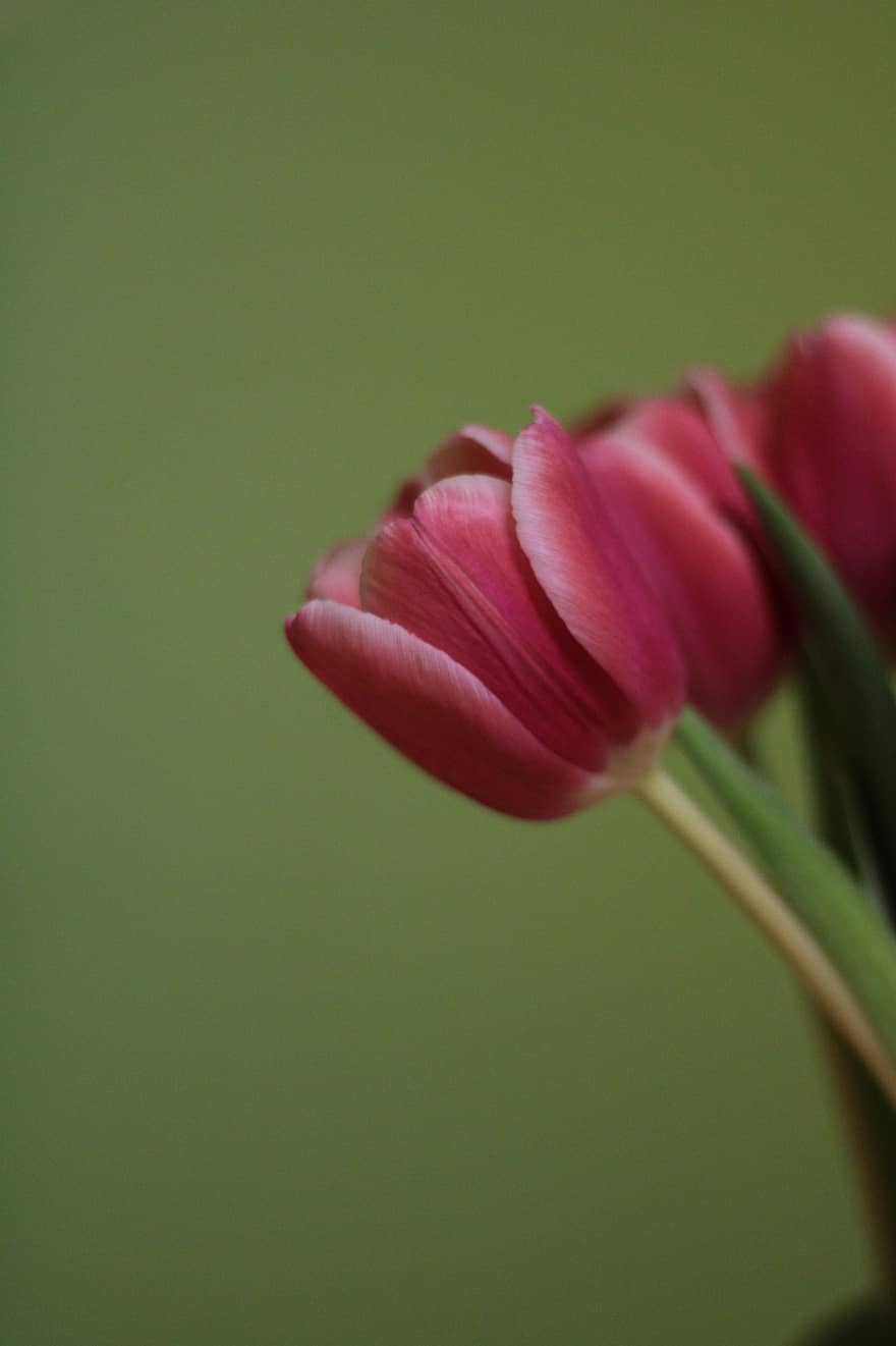 flor, tulipa, plantar, flora, Flor, botânica, Primavera, fechar-se, pétala, cor verde, cabeça de flor