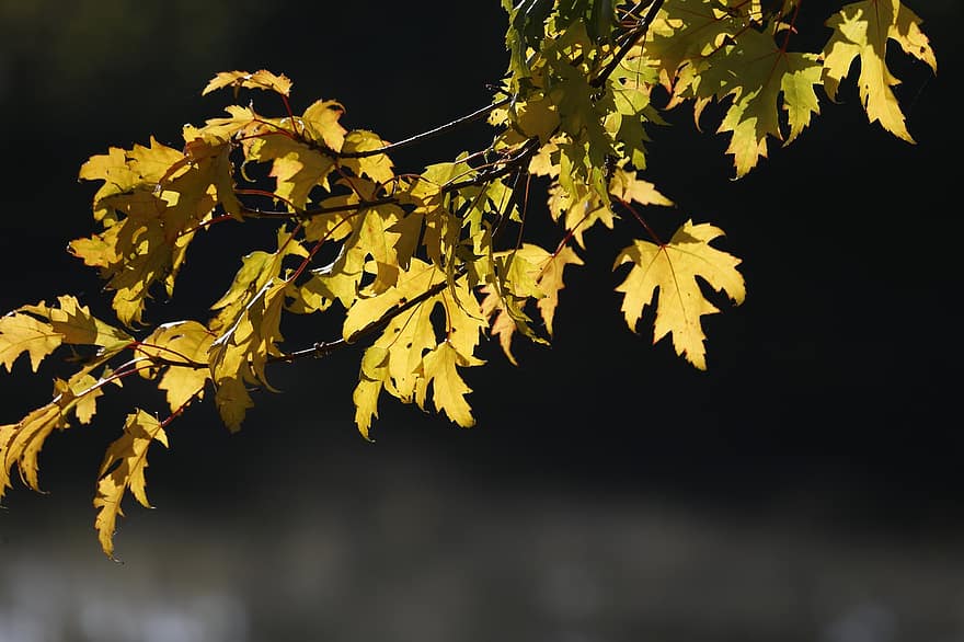 jesień, odchodzi, listowie, jesienne liście, sezon jesienny, spadek liści, liść, żółty, drzewo, pora roku, las