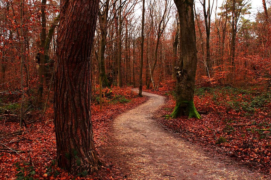forêt, les bois, l'automne, tomber, Piste, la nature, arbre, feuille, sentier, saison, scène rurale