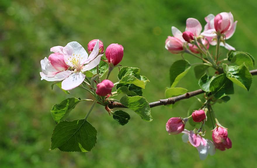 bocciolo di mela, ramo fiorito, fiore, fiorire, fioritura, primavera, ramo, flora, giardino, pianta, avvicinamento