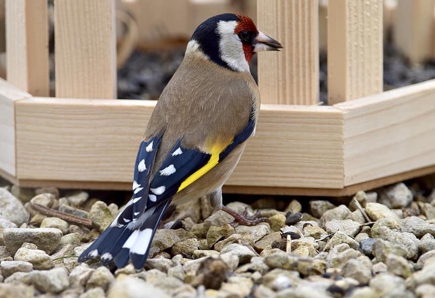 goldfinch, paukštis, gyvūnas, akmenys, laukinės gamtos, plunksnos, snapas, pobūdį