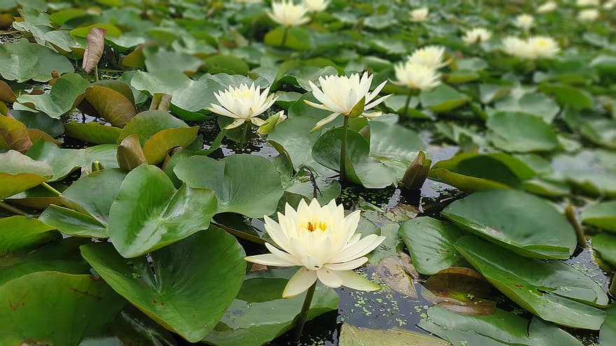 lotus, Çiçekler, lotus çiçekleri, Beyaz çiçekler, yaprakları, beyaz yaprakları, Çiçek açmak, çiçek, su bitkileri, yapraklar, bitki örtüsü