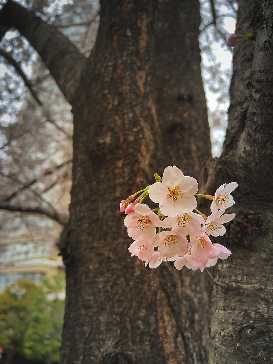 Kiraz çiçekleri, Çiçekler, Japonya, çiçekleri, sakura, Shinobazu Göleti, Tokyo, ağaçlar, Ueno Park, doğa