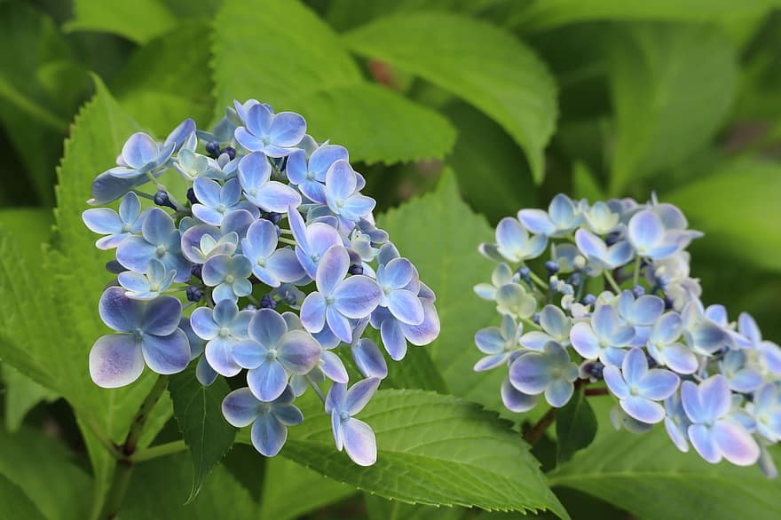 φυσικός, φυτό, λουλούδια, υδραγεία, μπλε βιολετί