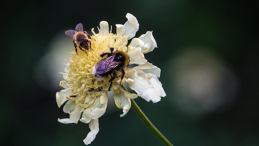 Flor, abelha, bumblebee, flor, jardim, inseto, natureza, querida, verão, polinização, amarelo