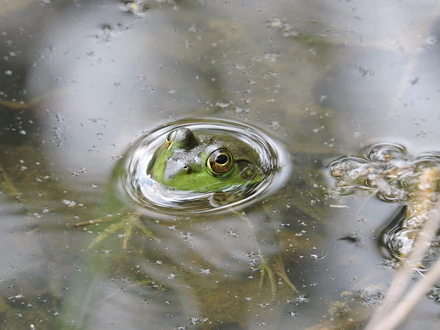 Amphibian, Frog, Species, Fauna, Coldblooded, Water, Wild, close-up, green color, animals in the wild, animal eye
