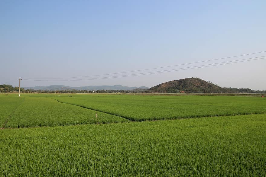 Vietnam, Azië, veld-, rijst, boer, landbouw, farm, groen, natuur, reizen, hemel