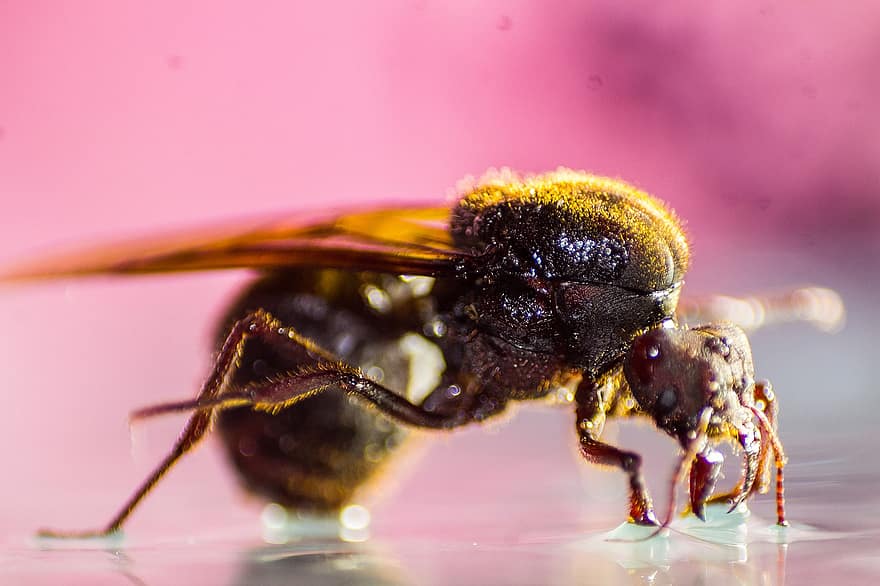 μυρμήγκι, έντομο, ζώο, Φυλλοκόπτης Αντ, Atta Laevigata, άγρια ​​ζωή, διατηρούνται, απεικόνιση, closeup