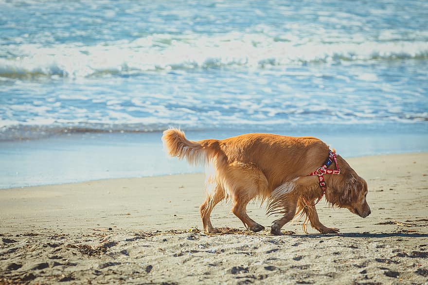 куче, домашен любимец, животно, плаж, море, вълни, вътрешен, кучешки, бозайник, домашни любимци, сладък