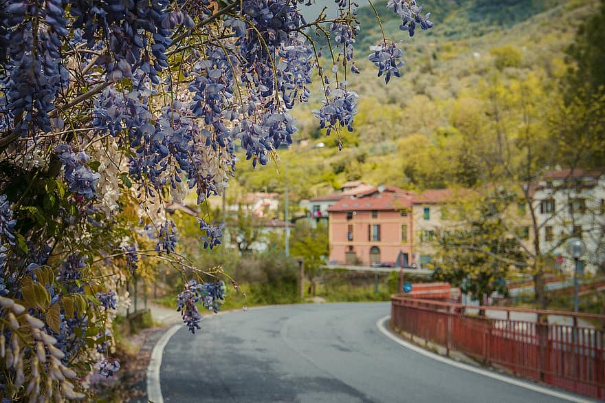 wisteria, bunga-bunga, jalan, kota, Italia, berkembang, menanam, musim panas