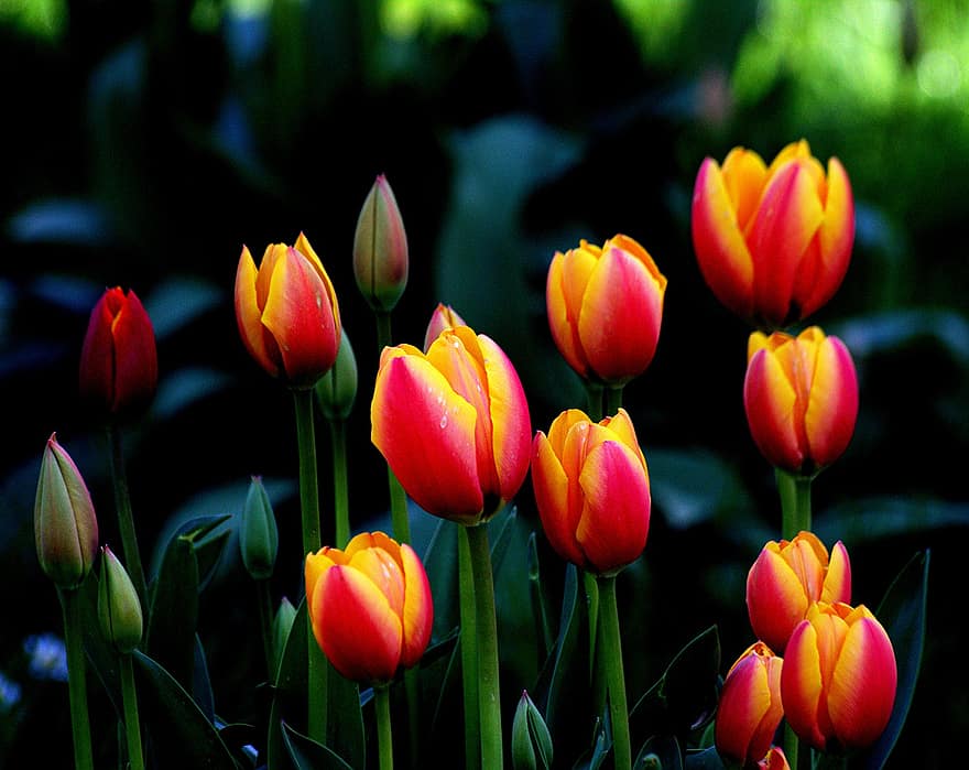 tulipany, kwiaty, ogród, Natura, wiosna
