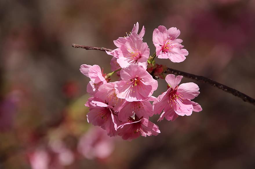flors de color rosa, flor de cirerer japonès, flors, branques, flor, Flors de cirerer, florir, sakura, flora, arbre de sakura, primavera