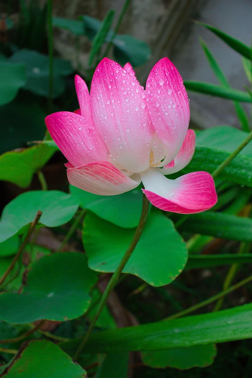 Otus, flor, Flor de Lotus, plantar, sai, pétalas, pétalas cor de rosa, flora, natureza, orvalho, gotículas
