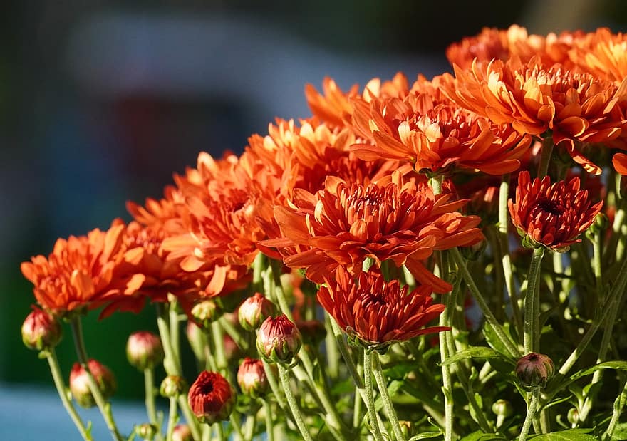 chrizantema, oranžinės gėlės, puokštė