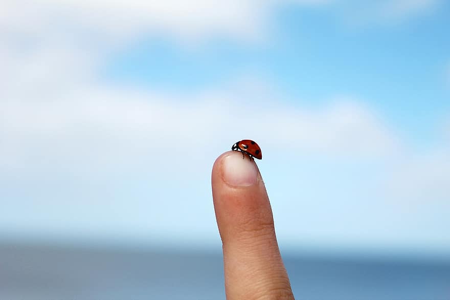 coccinelle, insecte