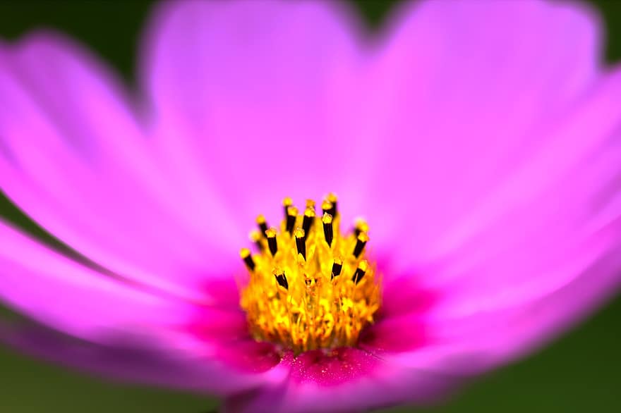 Cosmos, Garden Cosmos, Pink Flower, Blossom, Bloom, Flower, Ornamental Plant, plant, close-up, petal, single flower
