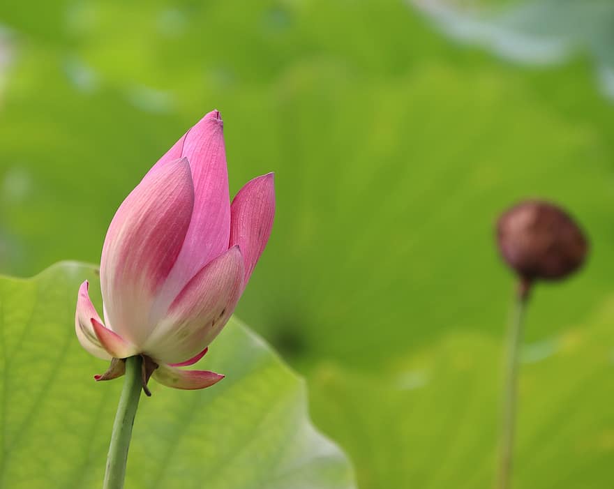 Flower Bud, Lotus, Water Lily, Pond, Lake, Bloom, Blossom, Botany, Aquatic Plant, Flora
