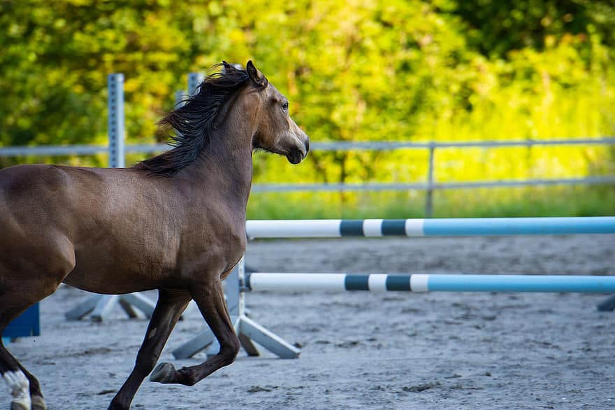 cavallo, puledro, correre, pony, galoppo, salto, paddock, Area di equitazione, animale di un anno, cavalcare pony, cavallo marrone
