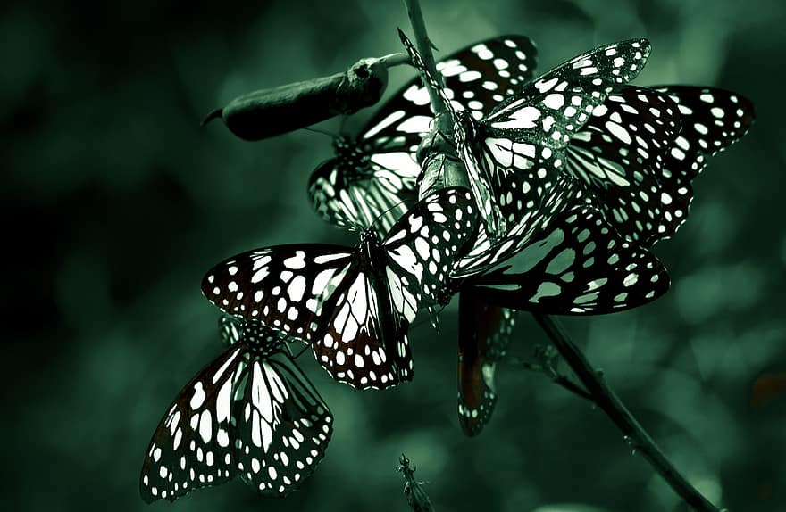 alam, kupu-kupu, serangga, hewan, sayap, fauna, fantasi, mimpi