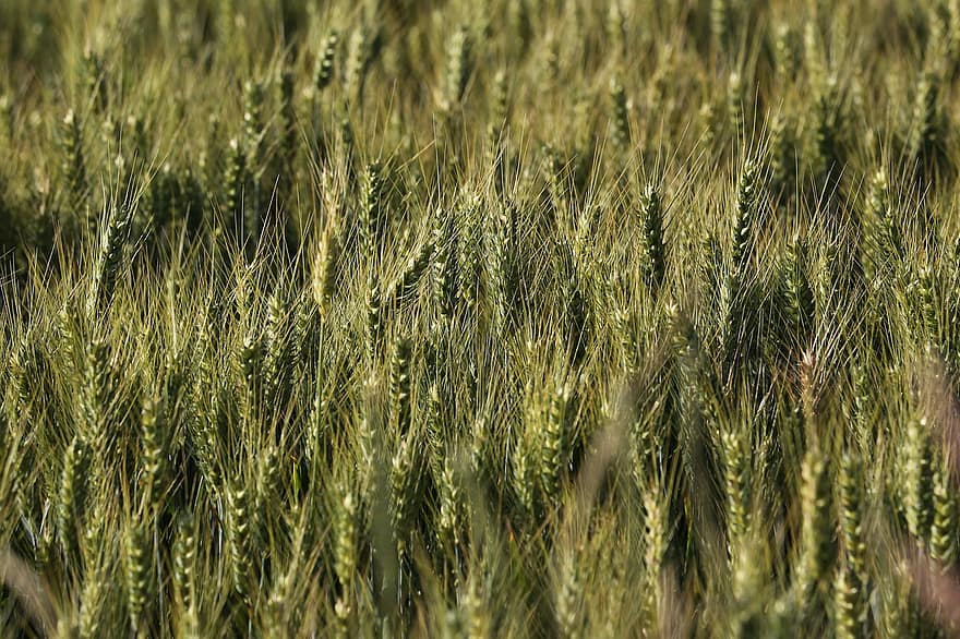 agricultura, trigo verde, campo, cereais, Comida, plantar, grão, rural, natureza