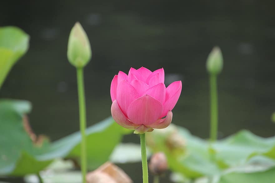 Lotus, Blume, Pflanze, Blütenblätter, Seerose, blühen, Blühen, Wasserpflanze, Flora, Natur, Teich