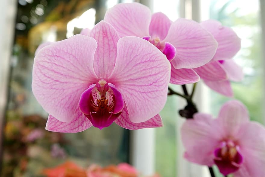 orkideer, rosa, petals, blomster, blomstrer, flora, stilk