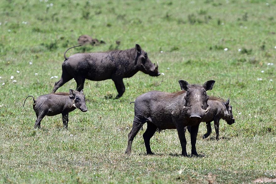 Warthogs, Mammal, Wildlife, Masai Mara, Africa, Kenya, grass, animals in the wild, farm, safari animals, agriculture