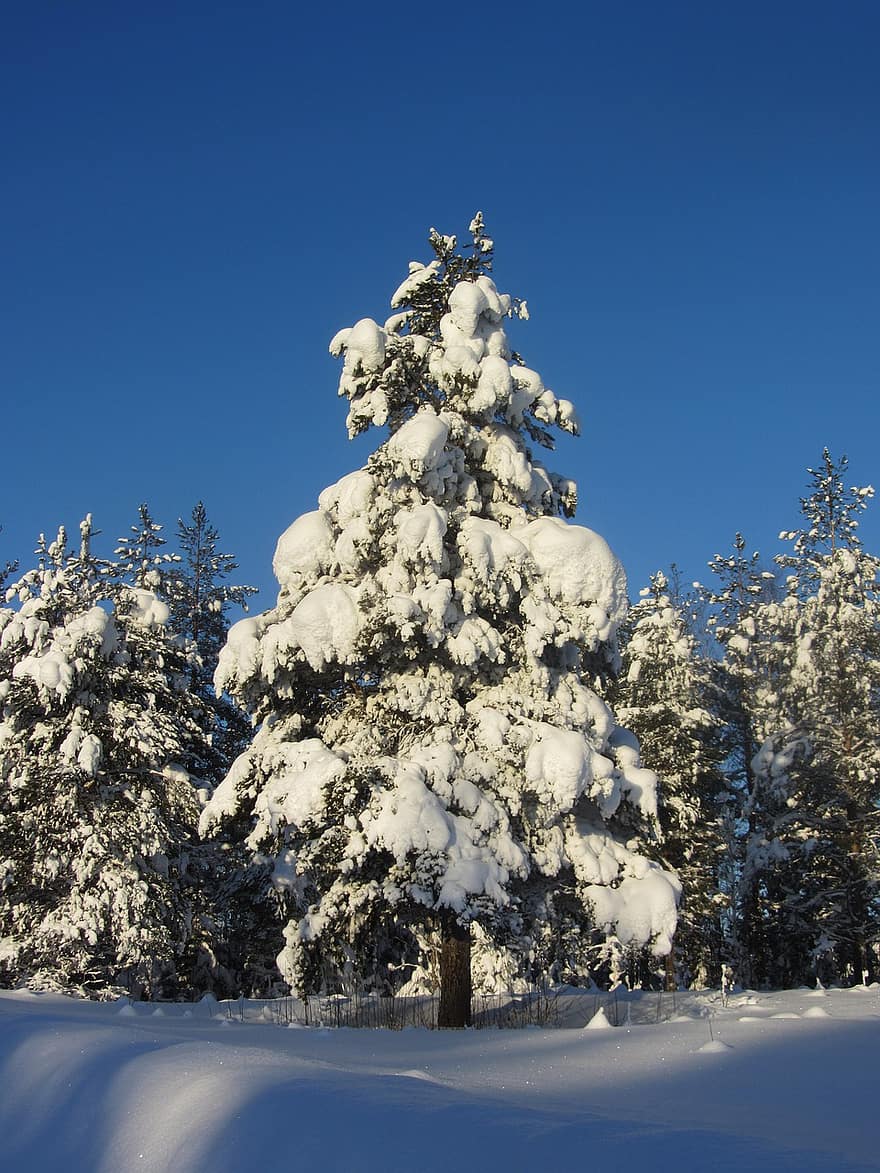 vinter-, snö, träd, natur, frost, is, snödriva, skog, trän