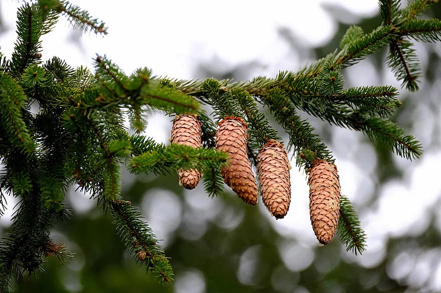 Pine Cones, Branch, Tap, Tree, Needles, Leaves, Conifer, Evergreen, Softwood, Forest, Nature