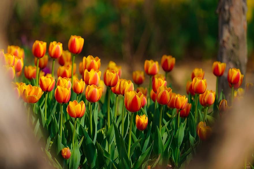 tulipány, květiny, jarní květiny, jaro, zahrada, park, Korejská republika, jarní krajina, krajina, tulipán, květ