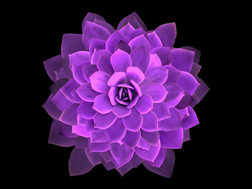 мандала, кактус, цветок, природа, Роза, геометрия, фон, образ, пурпурный, Отправь это, творческий подход
