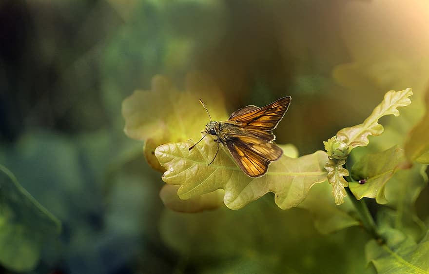 kelebek, böcek, doğa, kelebekler, yaz, kanatlar, haşarat, renkli, makro, Sarı, Portakal