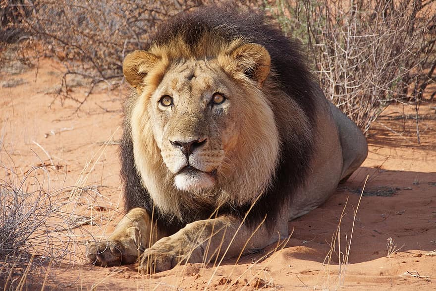 лъв, животно, сафари, грива, дивата природа, бозайник, голяма котка, диво животно, хищник, фауна, пустиня