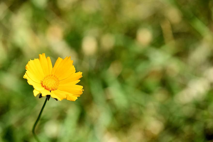 Cosmos, Yellow Flower, Spring Flower, Wildflower, Flower, Garden, Meadow