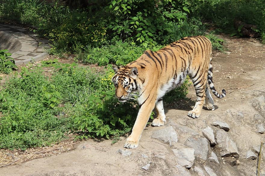 animal, tigre, mammifère, faune, félin, zoo, grand chat, photographie de la faune, tigre du Bengale, chat non domestiqué, animaux à l'état sauvage