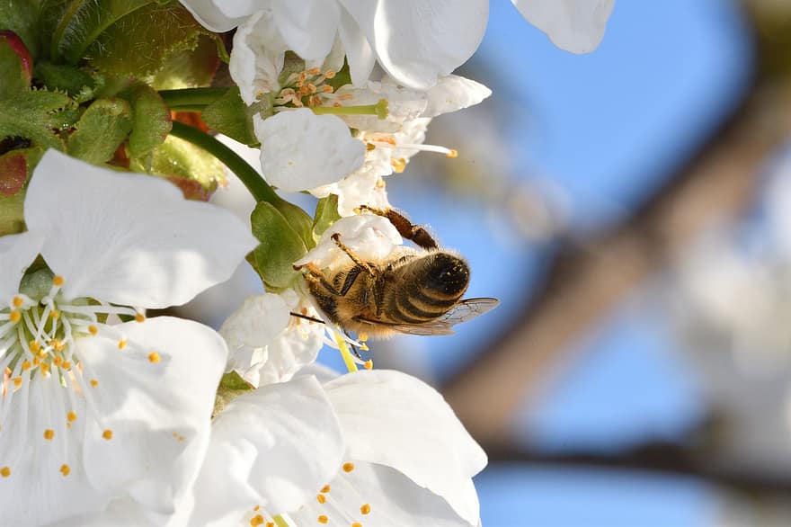 mehiläiset, mehiläishoidon, hyönteinen, hunajamehiläinen, eläin, luonto, kuningatar, Carnica