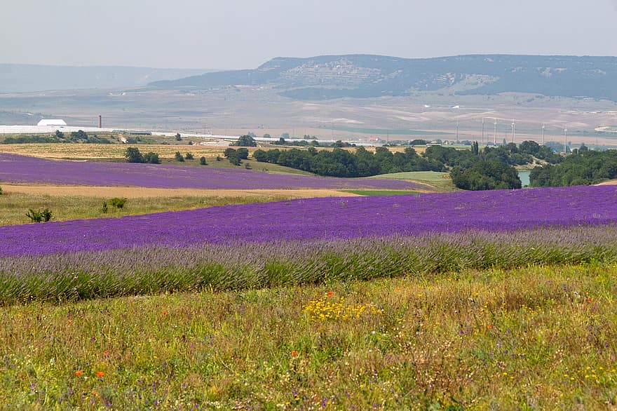 lavande, champ de lavande, Prairie, Crimée, bakhchysarai, Provence, les montagnes, la nature, champ, fleurs