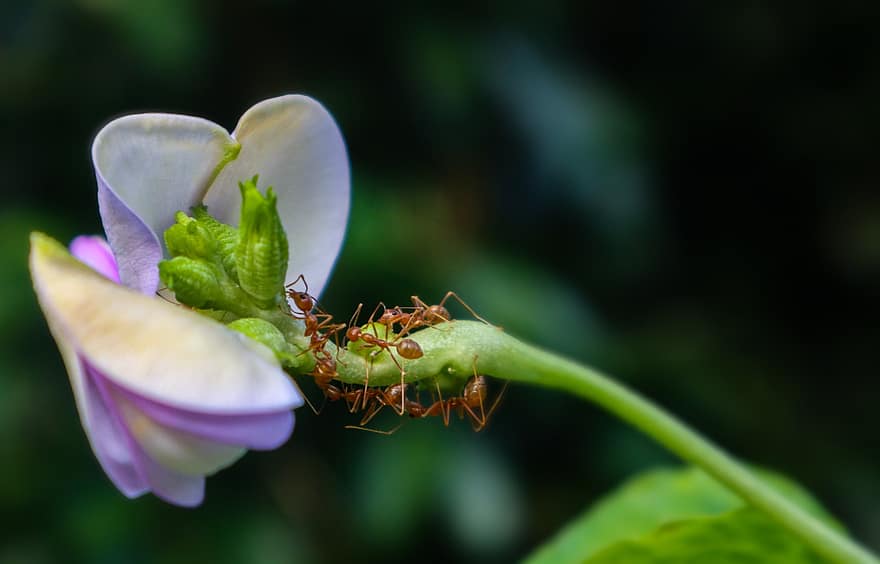 mravenci, květ, hmyz, makro, detail, list, rostlina, mravenec, zelená barva, letní, členovců