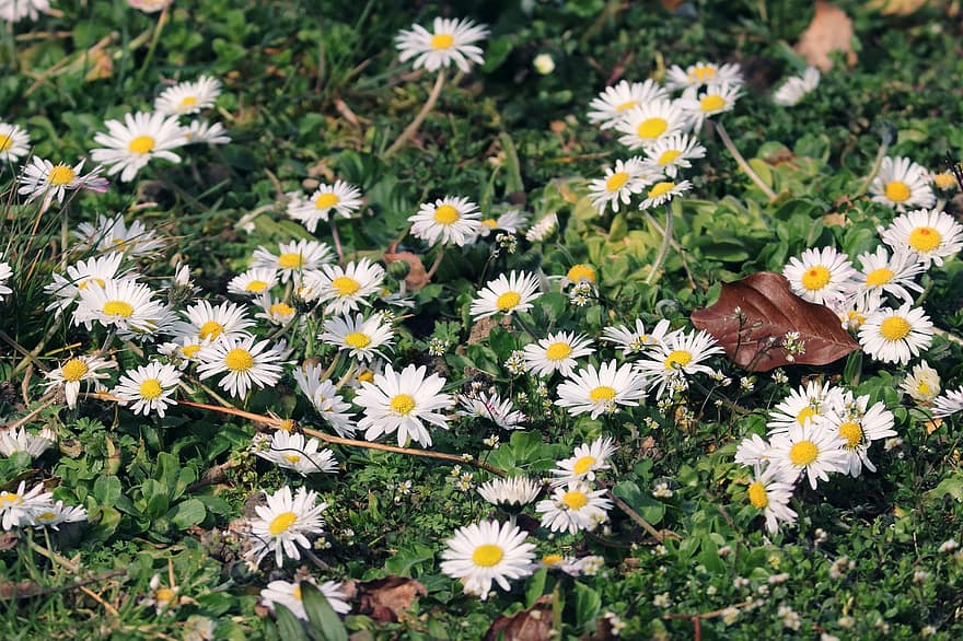 daisy, blommor, vita blommor, kronblad, vita kronblad, äng, blomma, vild, sommar, gräs, växt
