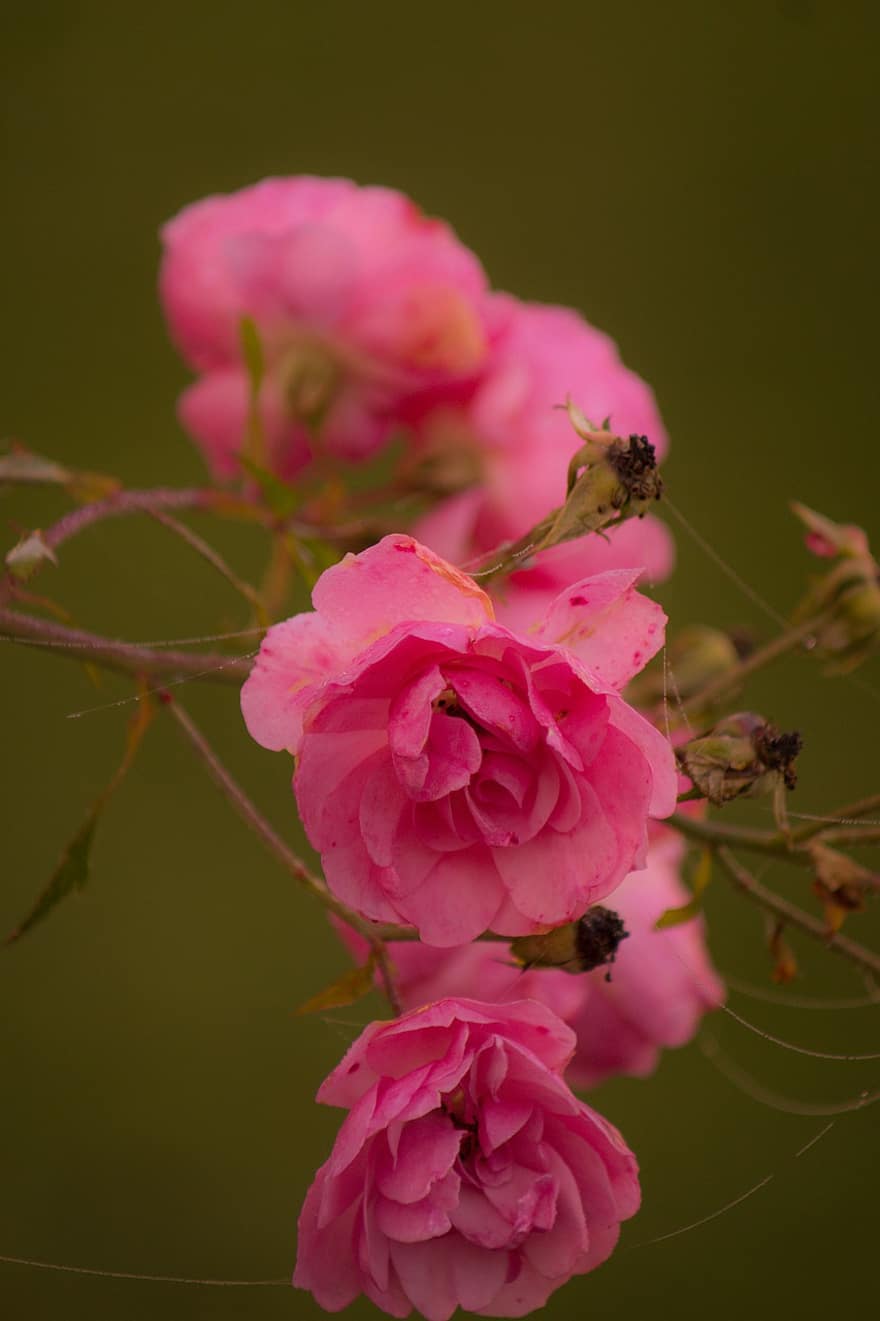 las flores, Rosales, rosas rosadas, Flores rosadas, naturaleza, otoño, Mañana, de cerca, flor, planta, pétalo