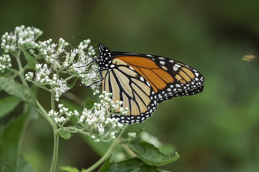 monarcha, motyl, zapylanie, oddech dziecka, kwiaty, kwiatostan, małe kwiaty, białe kwiaty, flora, fauna, skrzydła motyla