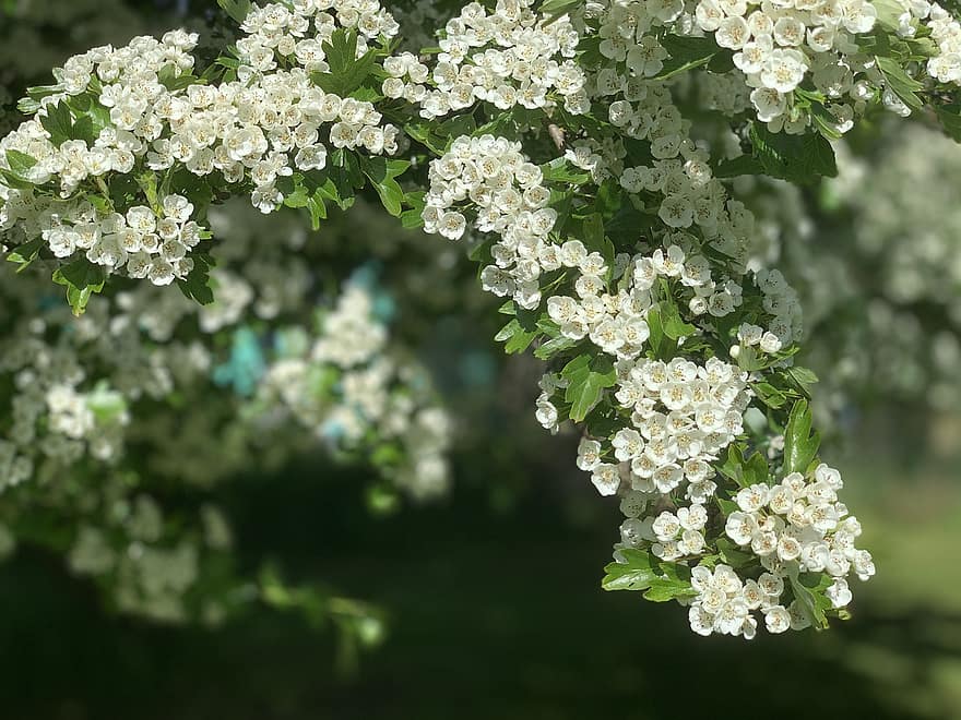 Άνθη Hawthorn, λευκά λουλούδια, λουλούδια, ανθίζω, άνοιξη, άνθη