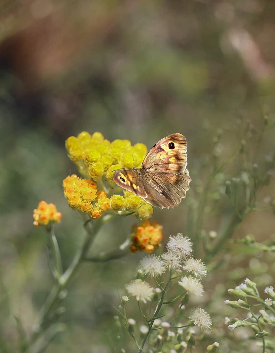 papillon, prairie brune, anglaise, lépidoptères, pollinisation, insecte, fleurs, fermer, la nature