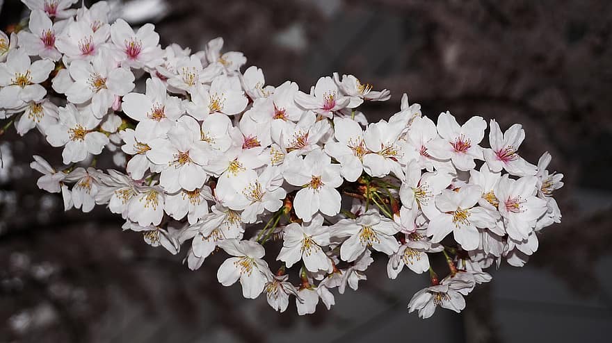 Flowers, Cherry Blossom, Nature, Republic Of Korea, Gyeonggi Do, Kim-po, close-up, flower, plant, petal, flower head