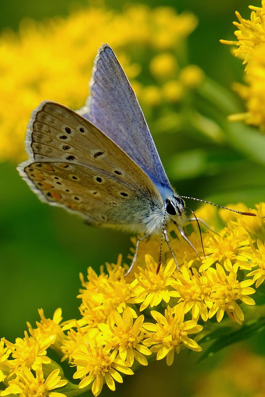 나비, 꽃, 수분, 곤충, 날개 달린 곤충, 나비 날개, 플로라, 동물 상, 자연, 닫다, 부시