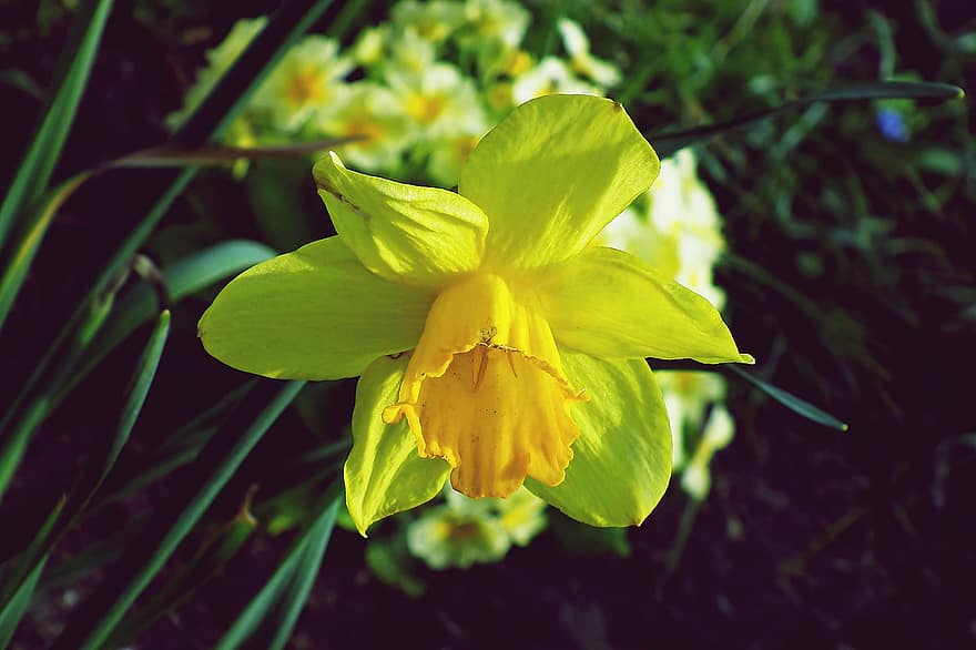 Daffodil, Flower, Plant, Yellow Flower, Petals, Spring, Bloom, Blossom, Nature, Garden