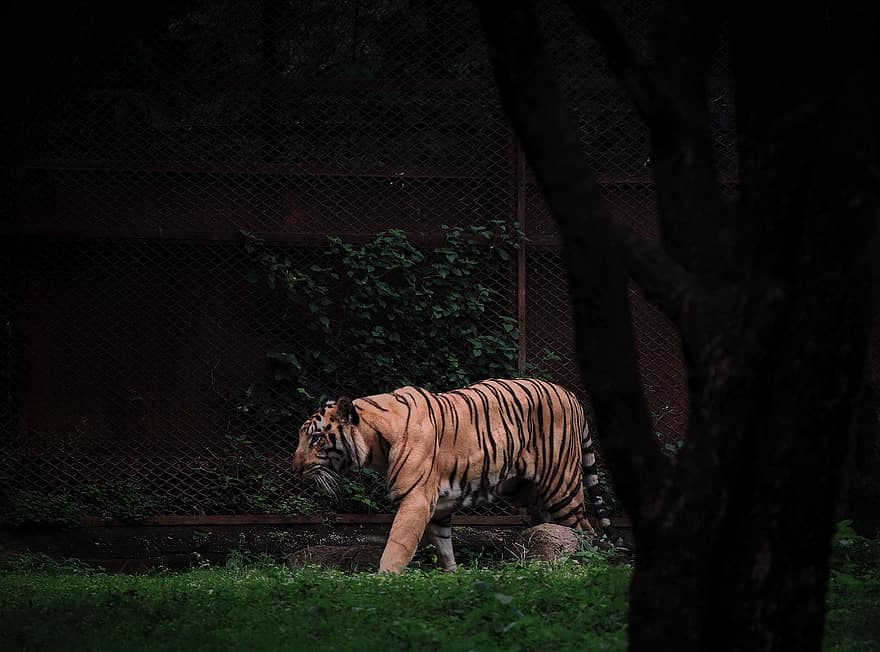harimau, hewan, kebun binatang, kucing besar, garis-garis, licik, mamalia, alam, margasatwa, harimau Bengali, bergaris