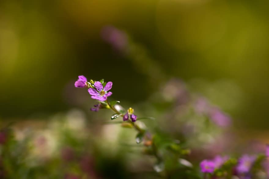Flower, Blossom, Bloom, Pink Blossom, Ditzy, Garden, Nature, close-up, plant, purple, summer